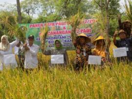 Bupati Gunungkidul Panen Raya di Bulak Bangsal Desa Balong Kec. Girisubo Kab. Gunungkidul